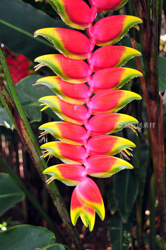 一种龙虾爪植物(Heliconia rostrata)的下垂花序，卢旺达